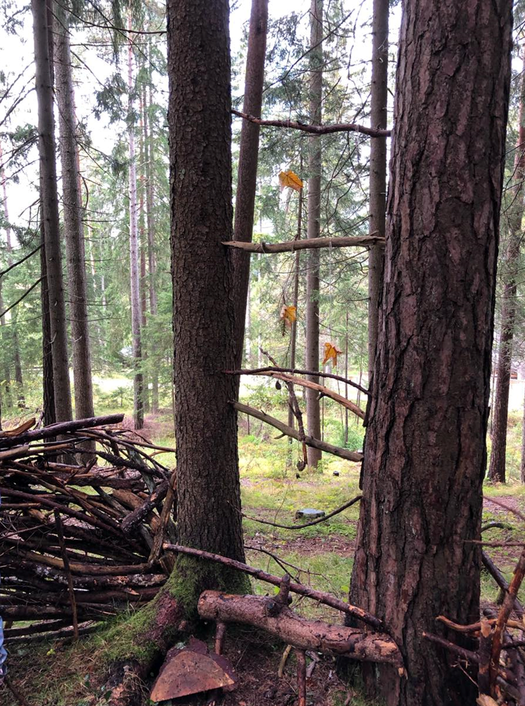 Wald